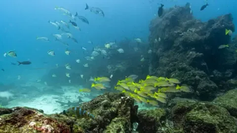 Crucial Oceans Pact Crosses Vital Benchmark to Become Law